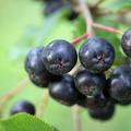 Aroniabeere 'Viking' Aronia melanocarpa 'Viking'