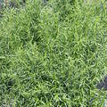 Artemisia dracunculus