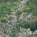 Artemisia lactiflora 'Guizhou'