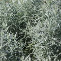 Artemisia ludoviciana 'Silver Queen'