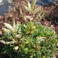 Aruncus aethusifolius