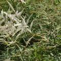 geschlitztblttriger Geissbart, Staude, Aruncus dioicus 'Whirlwind'