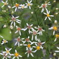 Aster macrophyllus 'Albus'