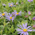 Aster x frikartii Wunder von Stfa, Bergaster, Berg Aster