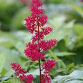 Astilbe x arendsii 'Fanal' Arends-Prachtspiere