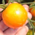 Balkontomate Ida Gold (Lycopersicon esculentum)