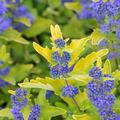 Bartblume 'Sunny Blue', Caryopteris x clandonensis 'Sunny Blue'