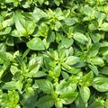 Basilikum 'Petit Green', Ocimum basilicum 'Petit Green'