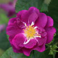 Beetrose 'Rhapsody in Blue'