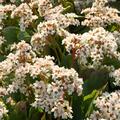 Bergenie, Bergenien, Bergenia cordifolia 'Bressingham White'