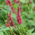 Blüte vom Kerzenknöterich 'Taurus'