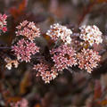 Blasenspiere 'Little Devil', Physocarpus opulifolius 'Little Devil'