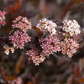 Blasenspiere 'Little Devil', Physocarpus opulifolius 'Little Devil'