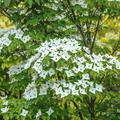 Blumenhatriegel 'Milky Way' Cornus kousa 'Milky Way'