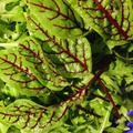 Blutampfer 'Salared' Rumex sanguineus 'Salared'