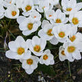 Botanischer Krokus chrysanthus 'Ard Schenk' (Crocus chrysanthus 'Ard Schenk') (korr)