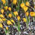Botanischer Krokus chrysanthus 'Goldilocks' (Crocus chrysanthus 'Goldilocks')