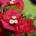 Bougainvillea 'Temple Fire'