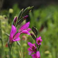 Gladiolus byzantinus