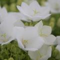 Campanula carpatica 'Weisse Clips'