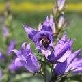 Campanula latifolia var. macrantha