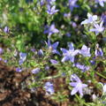 Campanula poscharskyana 'Templiner Teppich'