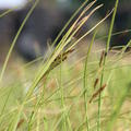 Carex acuta Schlanke Segge