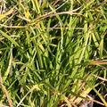 Carex foliosissima Irish Green