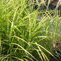 Carex muskingumensis Palmwedel-Segge