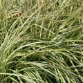 Carex oshimensis 'Everest' -R-