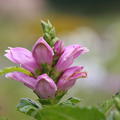 Chelone obliqua Rote Schildblume