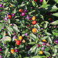 Chili 'Bolivian Rainbow', Capsicum annuum 'Bolivian Rainbow'