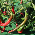 Chili 'Joe's Long Cayenne', Capsicum annuum 'Joe's Long Cayenne'