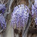 Chinesischer Blauregen, Wisteria sinensis