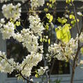 Chinesischer Judasbaum 'Shirobana', Cercis chinensis 'Shirobana'