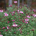 Chrysanthemum x hort. 'Anastasia' Winteraster