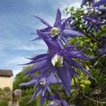 Clematis, Waldrebe 'Maidwell Hall'