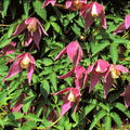 Clematis, Waldrebe 'Ruby' Clematis alpina 'Ruby'