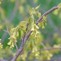 hrige Scheinhasel, Hohe Scheinhasel, Corylopsis spicata