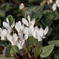 Herbst-Alpenveilchen 'Ivy Ice Pure White'