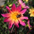 Dahlien fr Insekten, insektenfreundlich, Dahlie 'Bright Eyes' mit Erdhummel