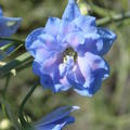 Delphinium x elatum F1 'Blue Lace'