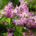 Deutzia 'Strawberry Fields'_Blte, Deutzie, Hinrichs, XXL Pflanzen