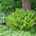 Dryopteris affinis 'Crispa' Goldschuppen-Farn 'Crispa'