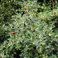 Osmanthus x burkwoodii, Duftbl�te
