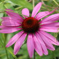 Echinacea pallida Lubera