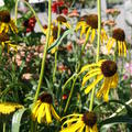 Echinacea paradoxa Sonnenhut