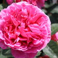 Edelrose, ADR-Rose Elbflorenz