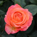 Edelrose 'La Palma'