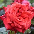 Edelrose 'Terracotta'